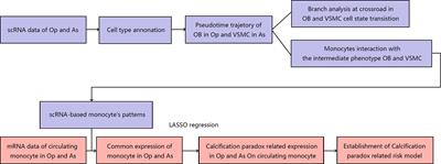 Circulating Monocytes Act as a Common Trigger for the Calcification Paradox of Osteoporosis and Carotid Atherosclerosis via TGFB1-SP1 and TNFSF10-NFKB1 Axis